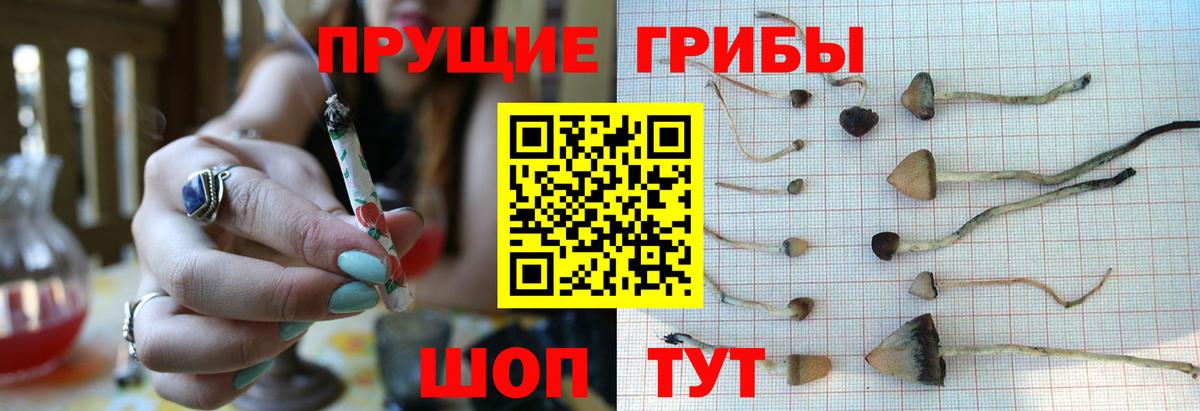 Псилоцибиновые грибы Psilocybine cubensis Ивантеевка